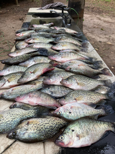 Happy Crappie Fishing In Sam Rayburn 